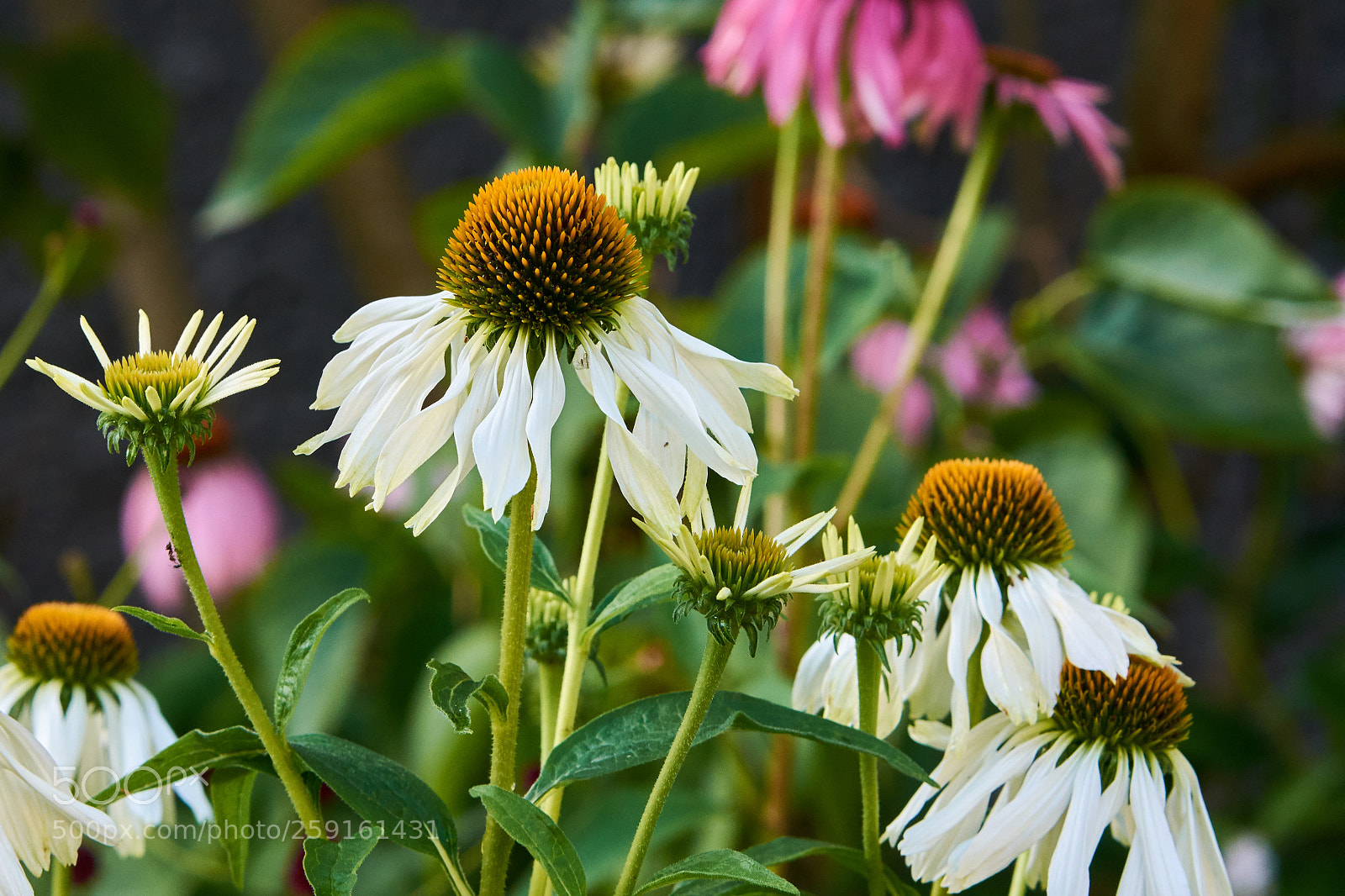 Nikon D7200 sample photo. Untitled photography
