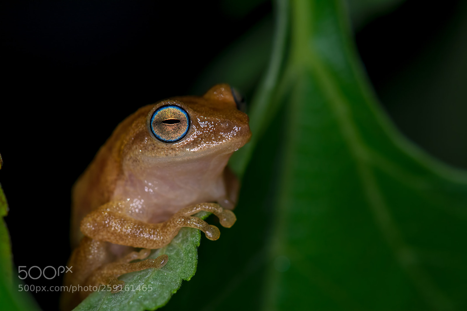 Nikon D7100 sample photo. Blue eyed bush frog photography