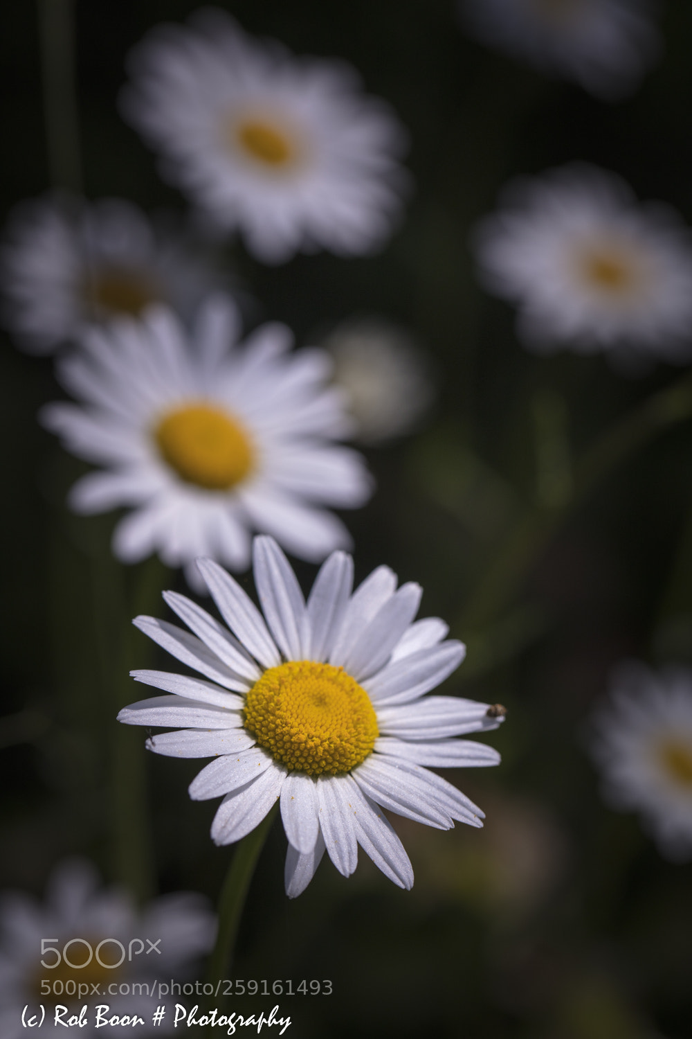 Canon EOS 5DS sample photo. Daisy 2 photography