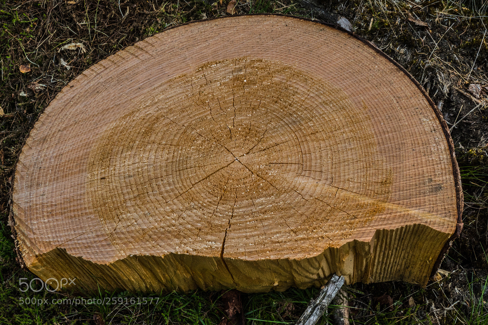 Sony SLT-A68 sample photo. Holzscheibe photography