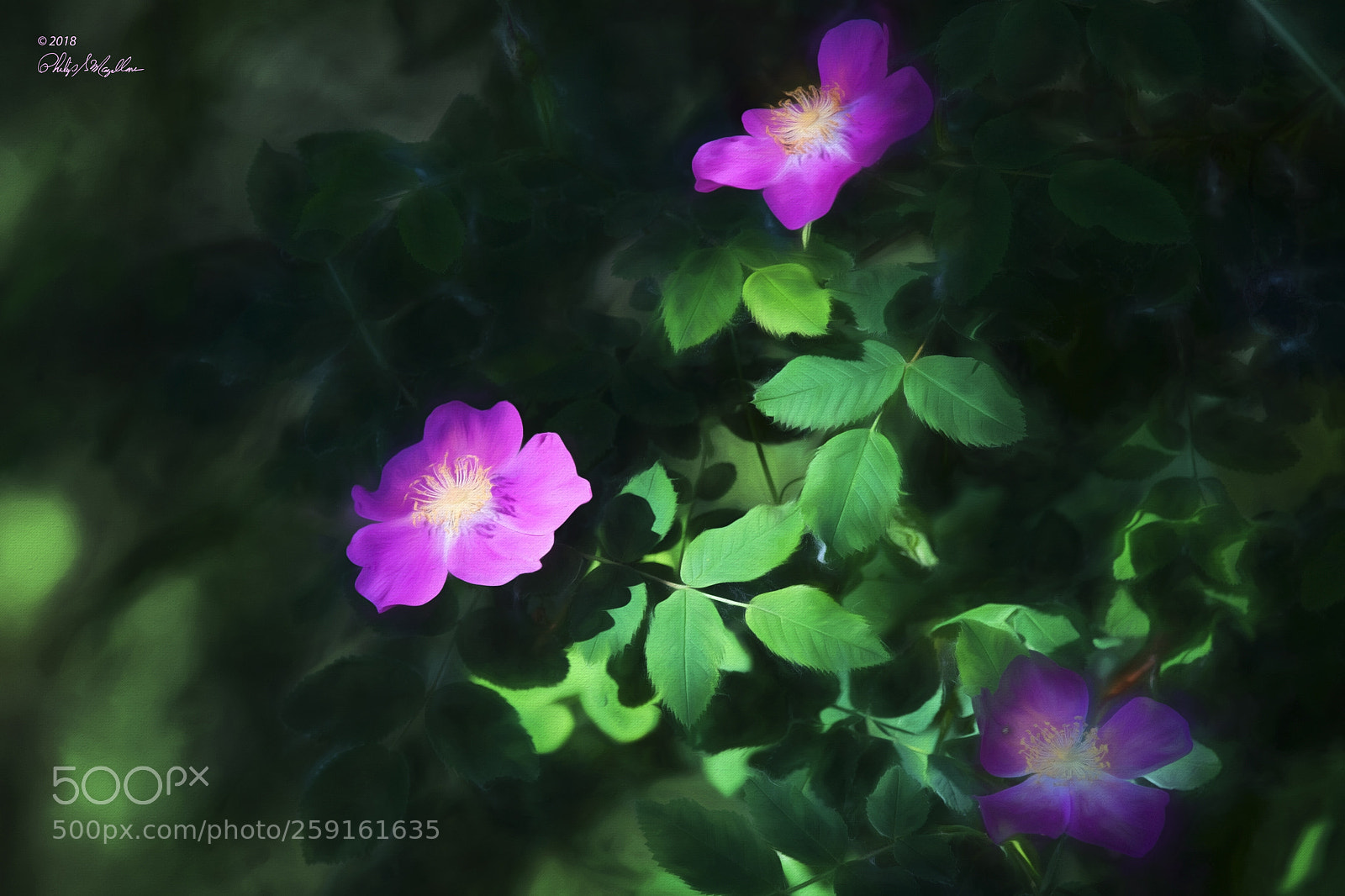 Nikon D500 sample photo. Wild roses photography