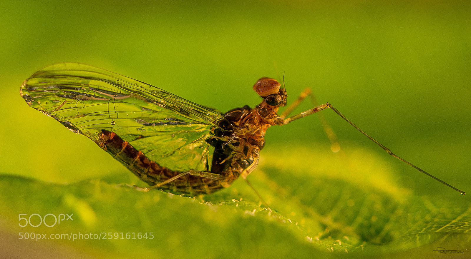 Nikon D5300 sample photo. Mosquito photography