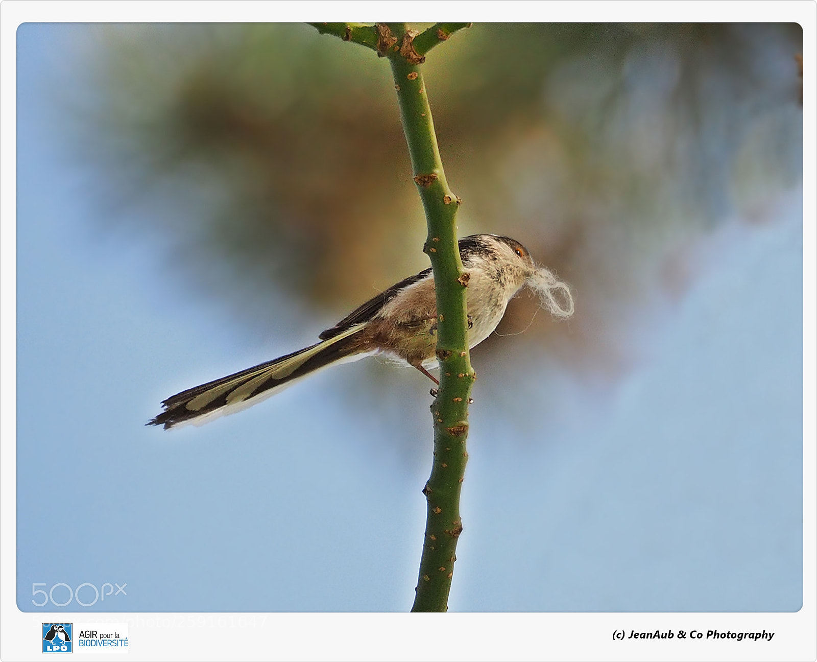 Olympus OM-D E-M5 II sample photo. Nesting photography