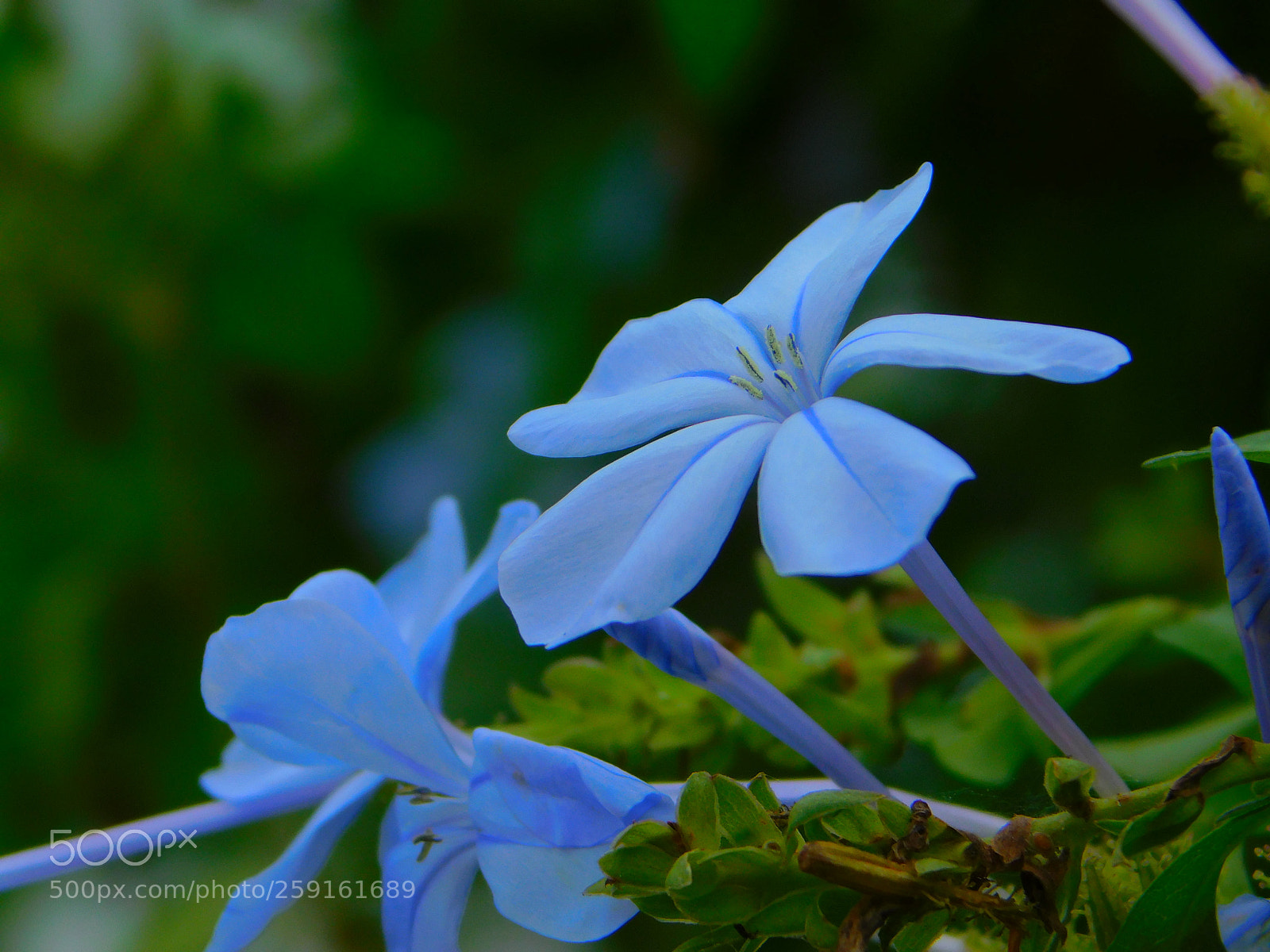 Nikon Coolpix B500 sample photo. Plumbago auriculata photography