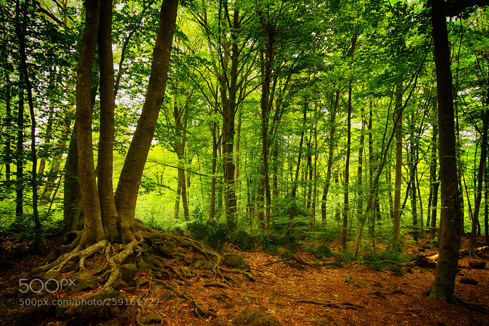 Canon EOS 50D sample photo. Forest photography