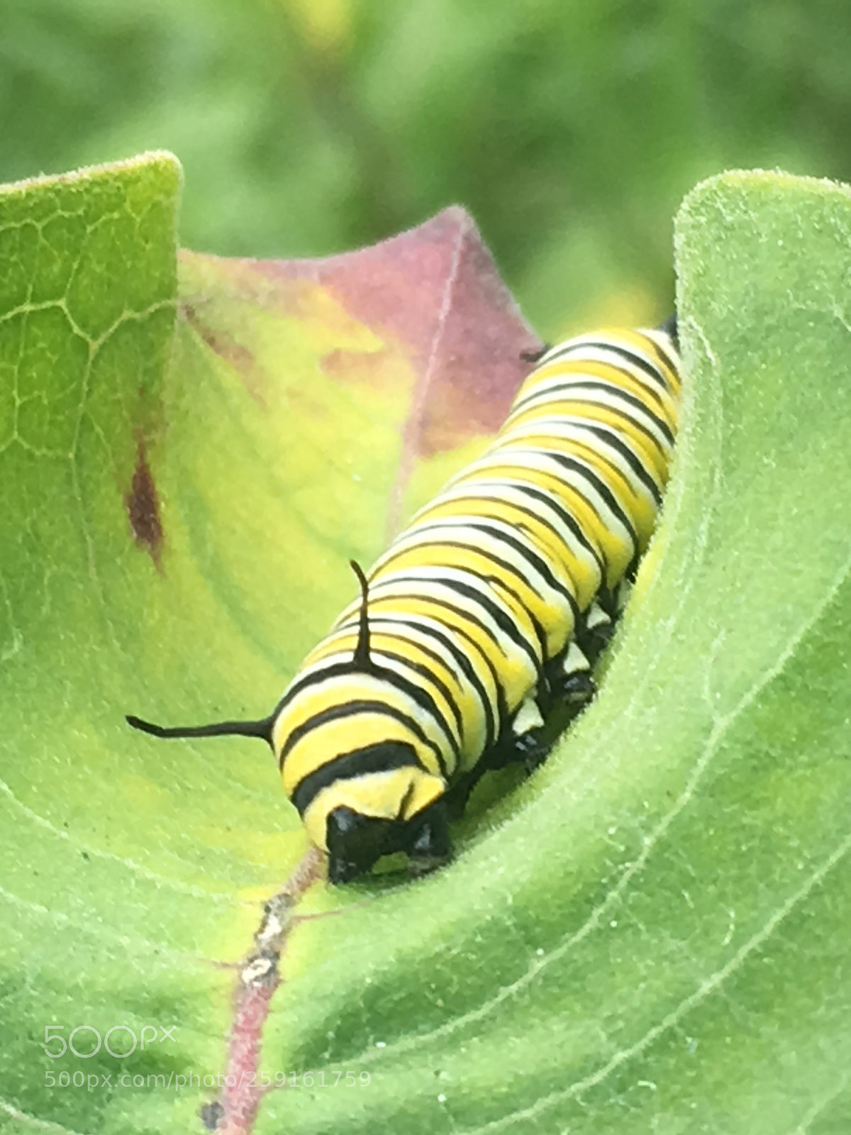 Apple iPhone 6s Plus sample photo. Monarch caterpillar on leaf photography