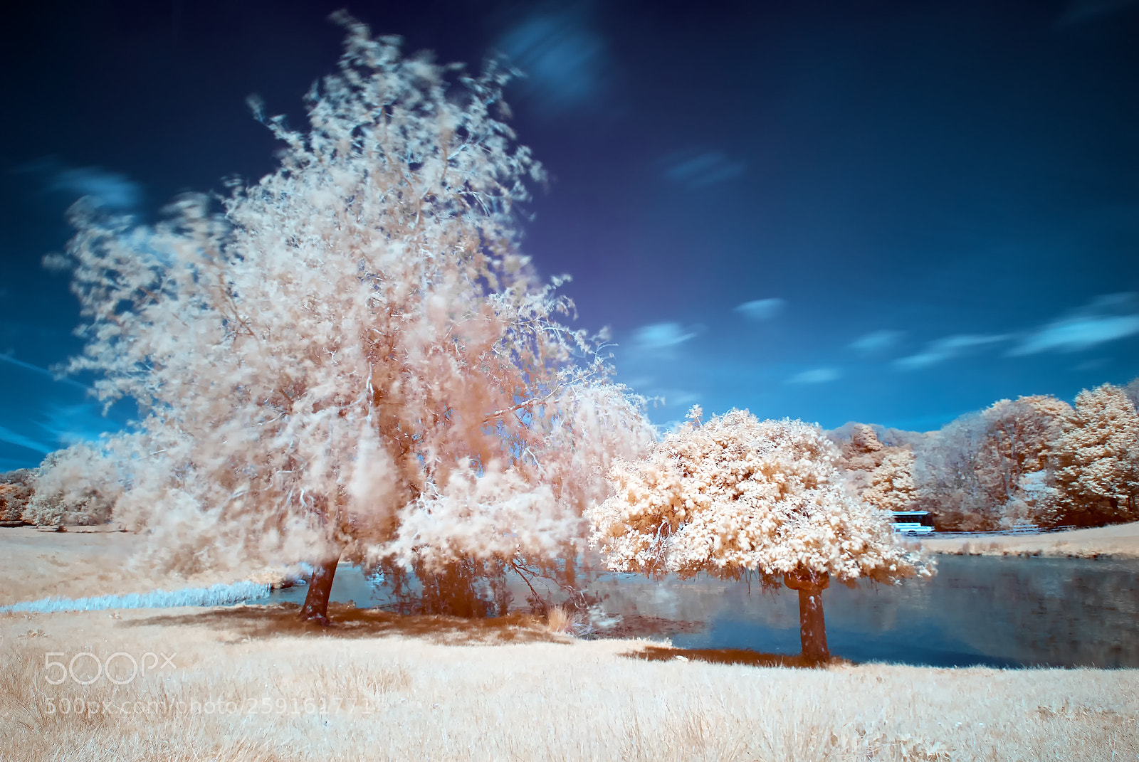 Nikon D200 sample photo. Willow tree infared 720nm photography