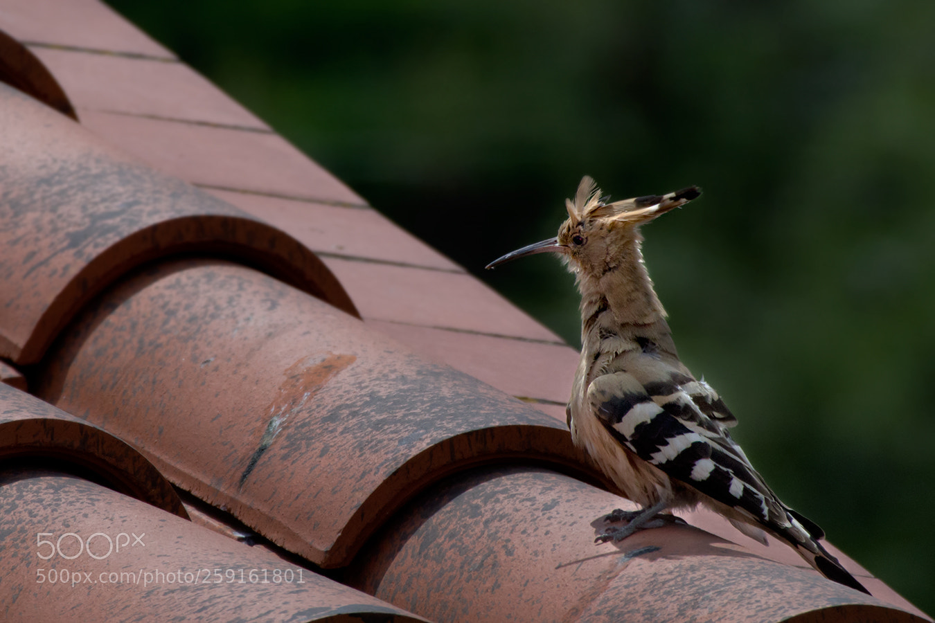 Pentax K-1 sample photo. Puput photography