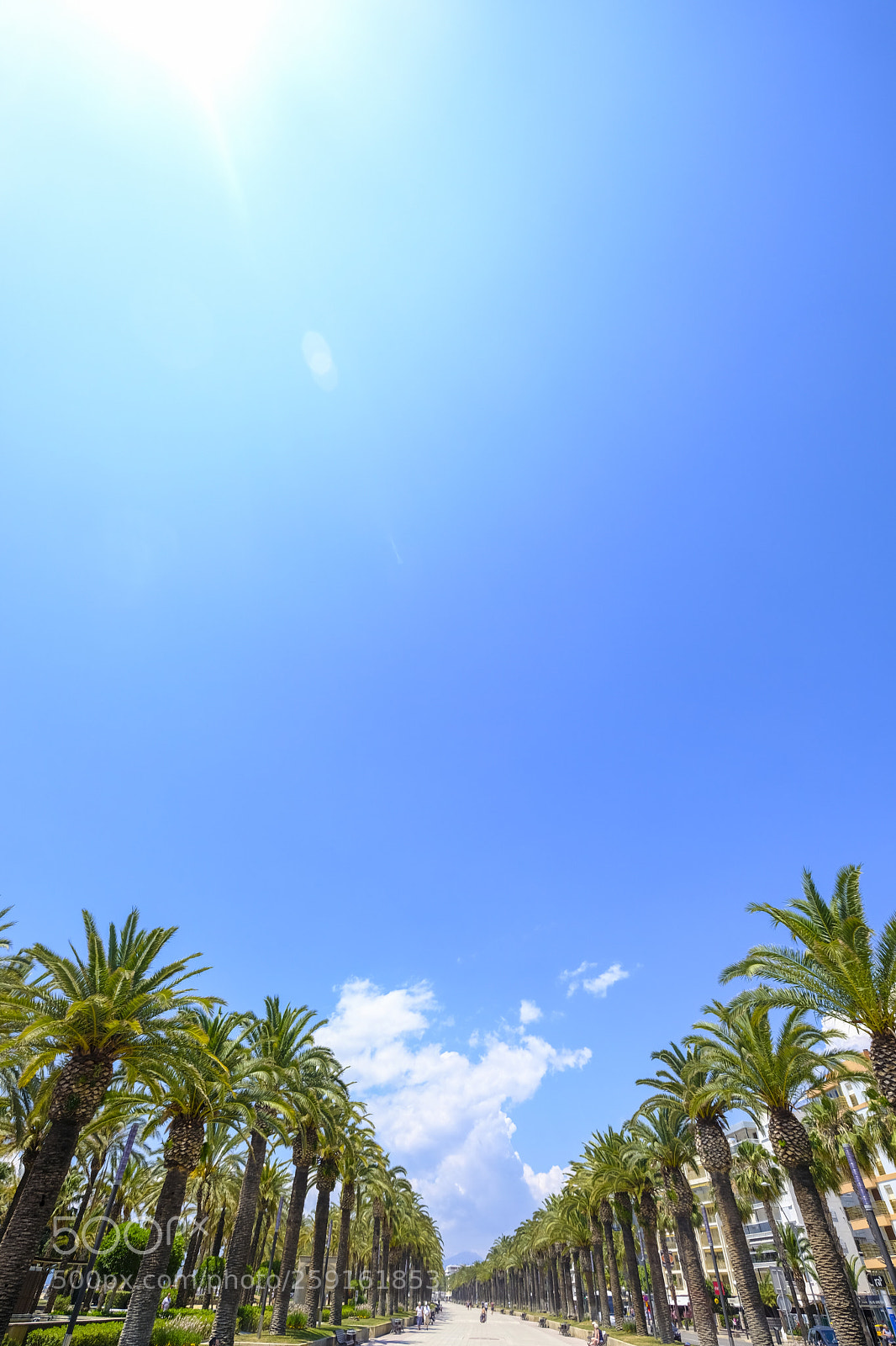 Fujifilm X-T2 sample photo. Palm trees in an photography