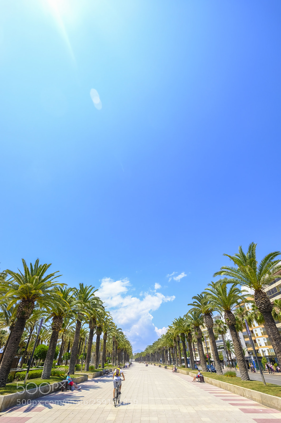 Fujifilm X-T2 sample photo. Palm trees in an photography