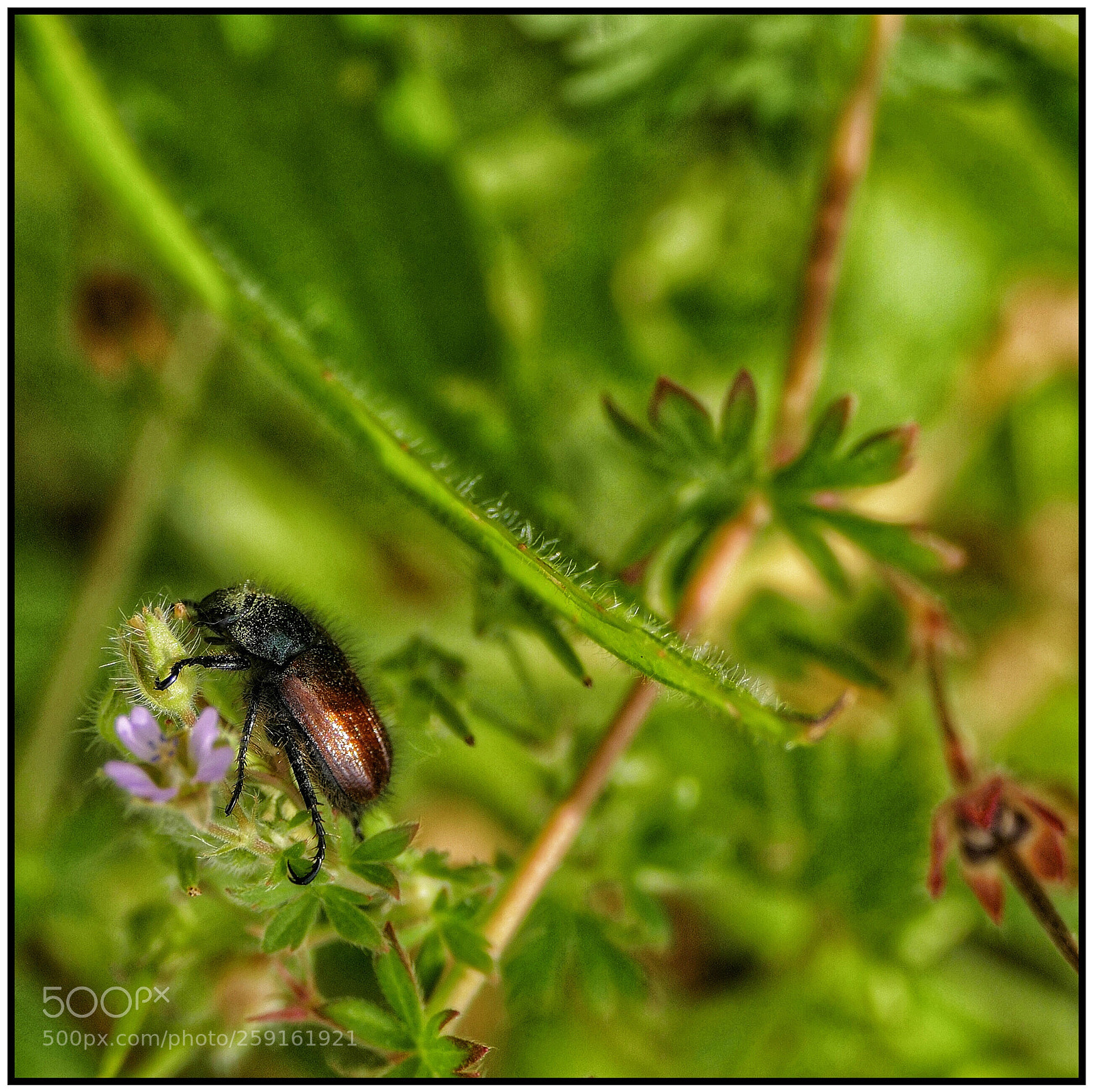 Panasonic Lumix DMC-FZ1000 sample photo. Beetle on the flower photography