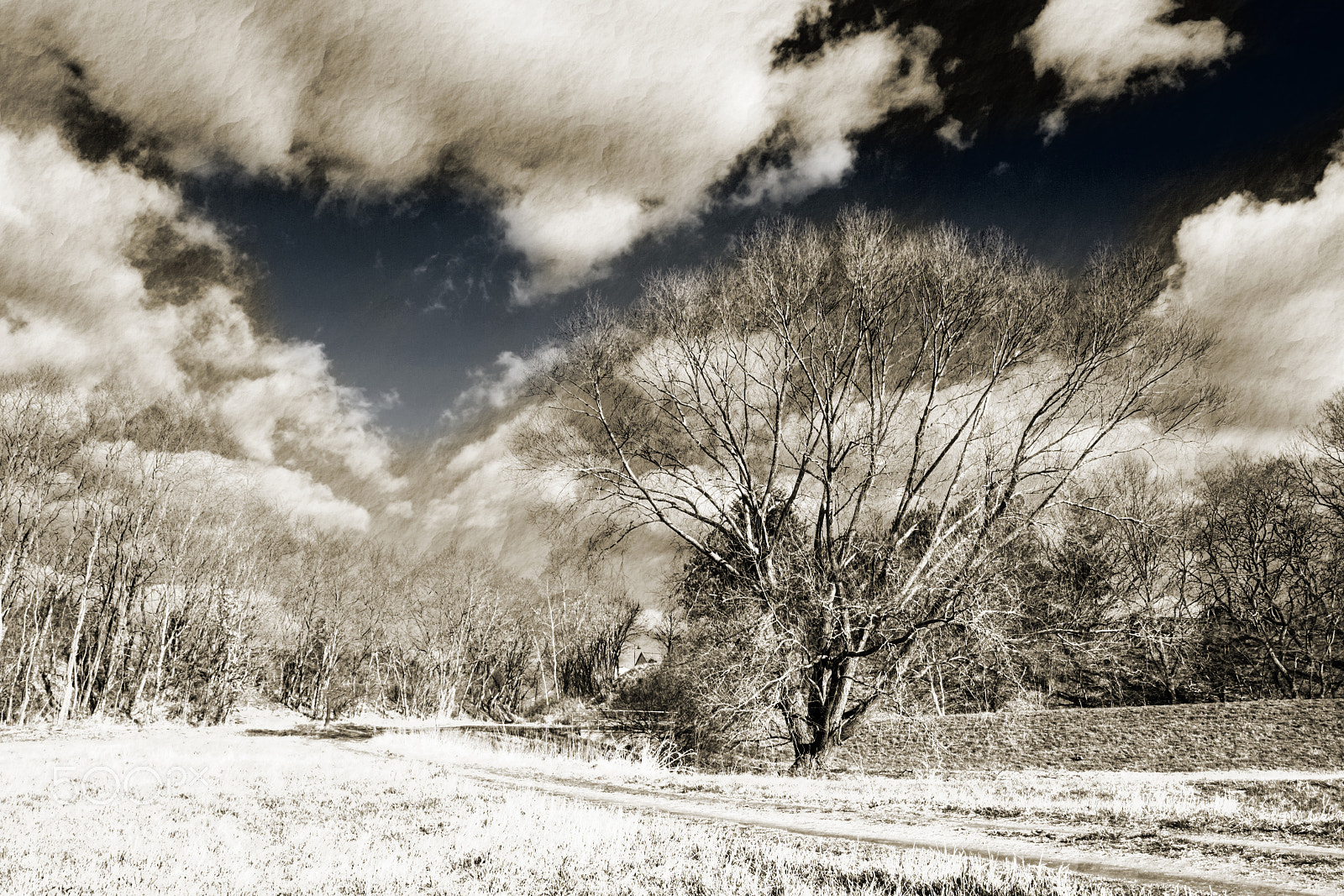 Nikon D90 sample photo. Baum in weiß photography