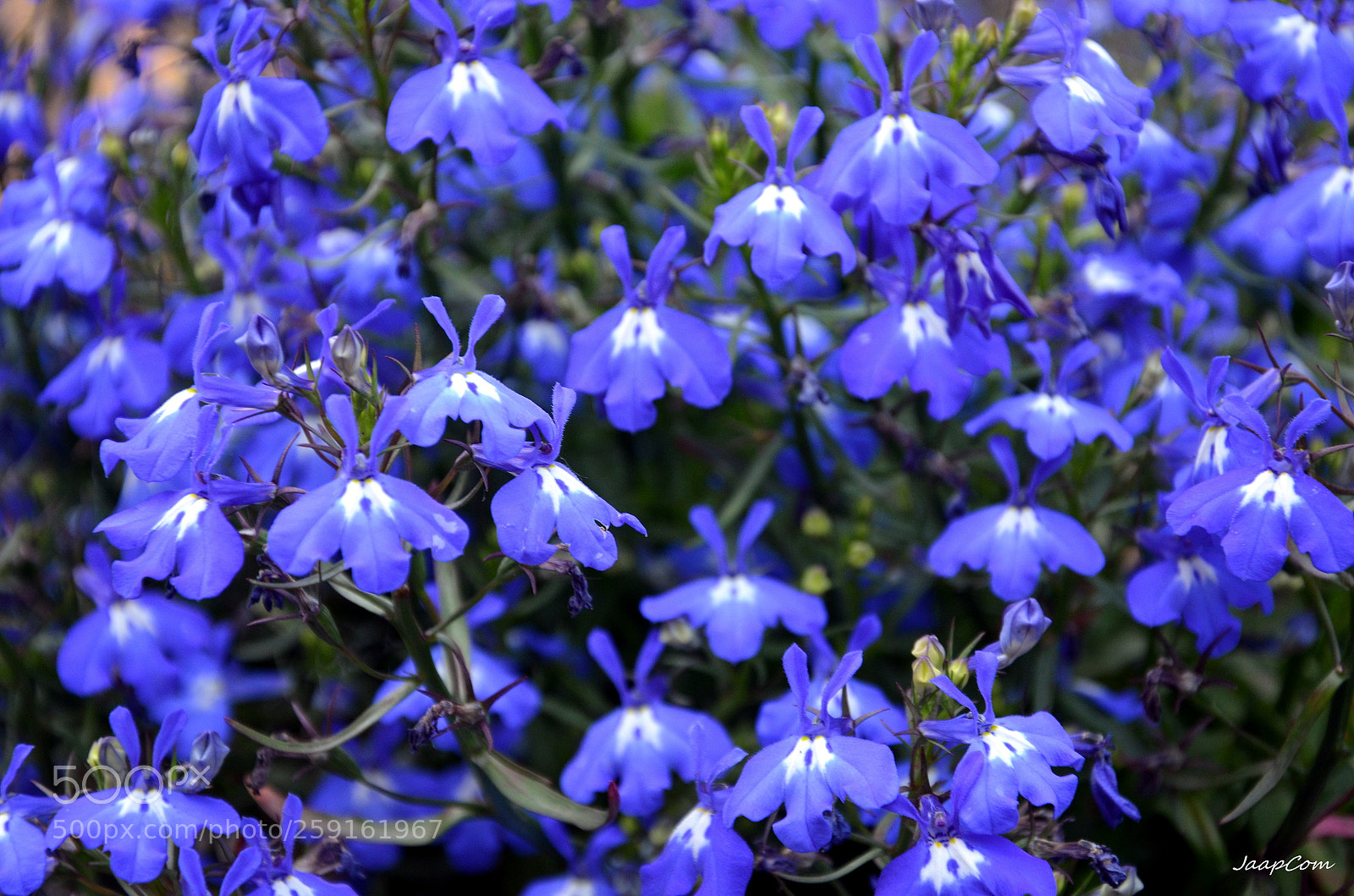Nikon D5100 sample photo. Flowers photography