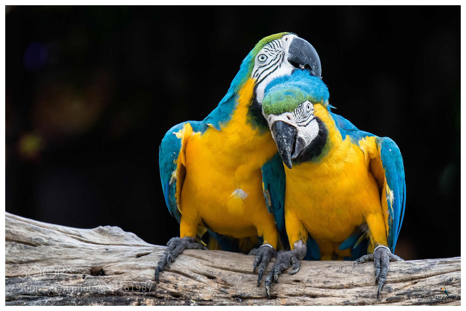 Canon EOS 7D Mark II sample photo. Macaw photography