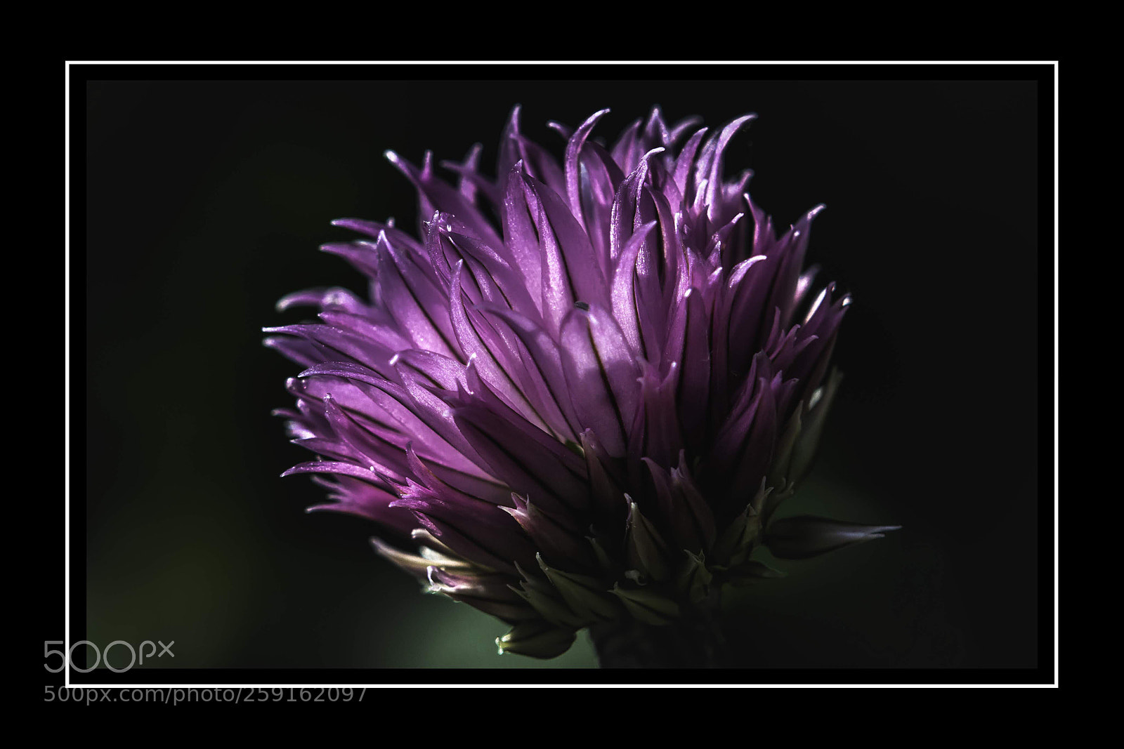 Nikon D7100 sample photo. Chive flower photography
