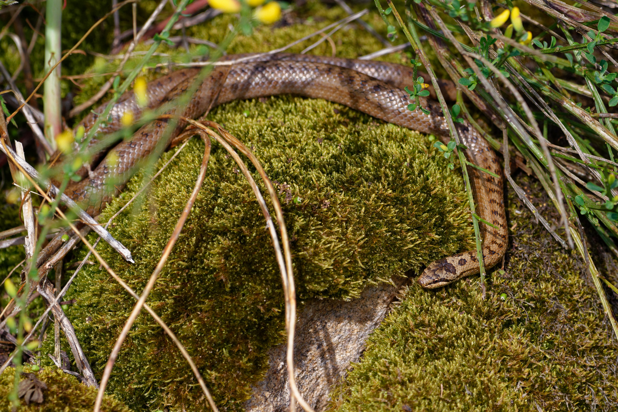 Nikon D5500 + Sigma 150-600mm F5-6.3 DG OS HSM | C sample photo. Coronella austriaca photography