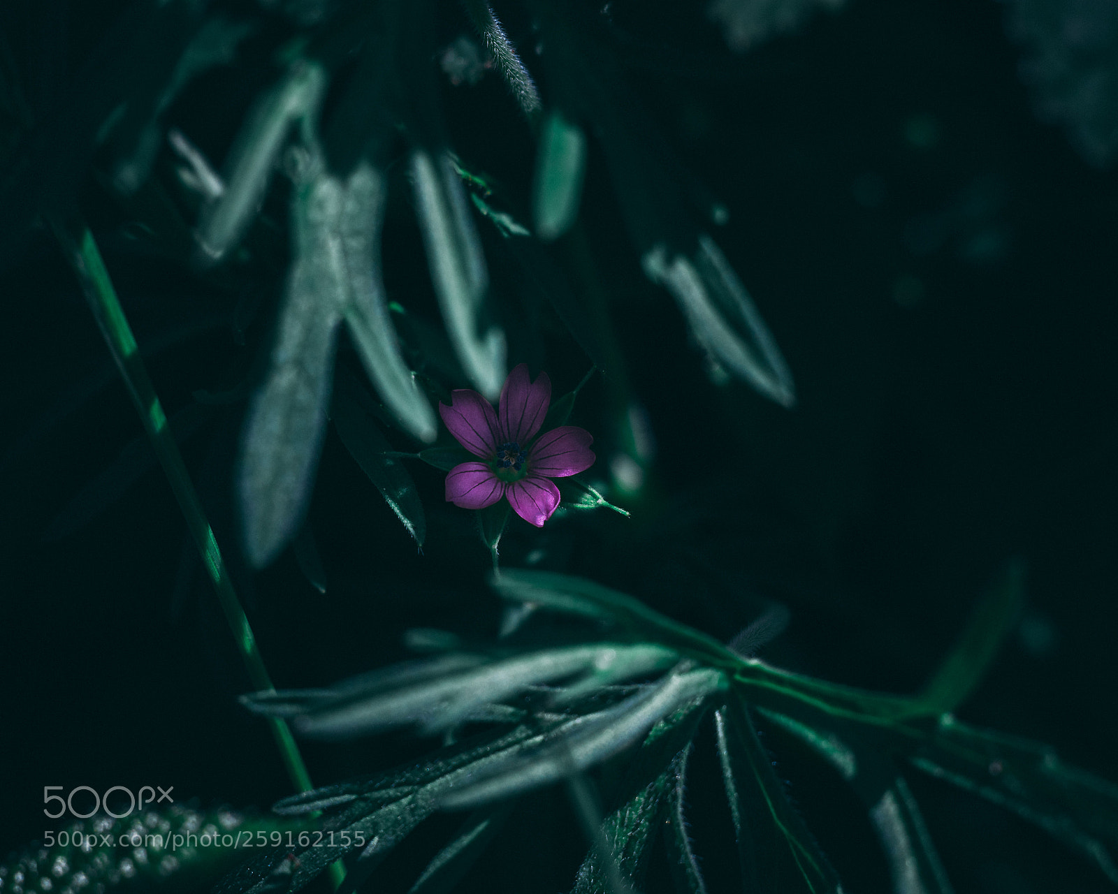 Canon EOS 80D sample photo. In the shadows photography