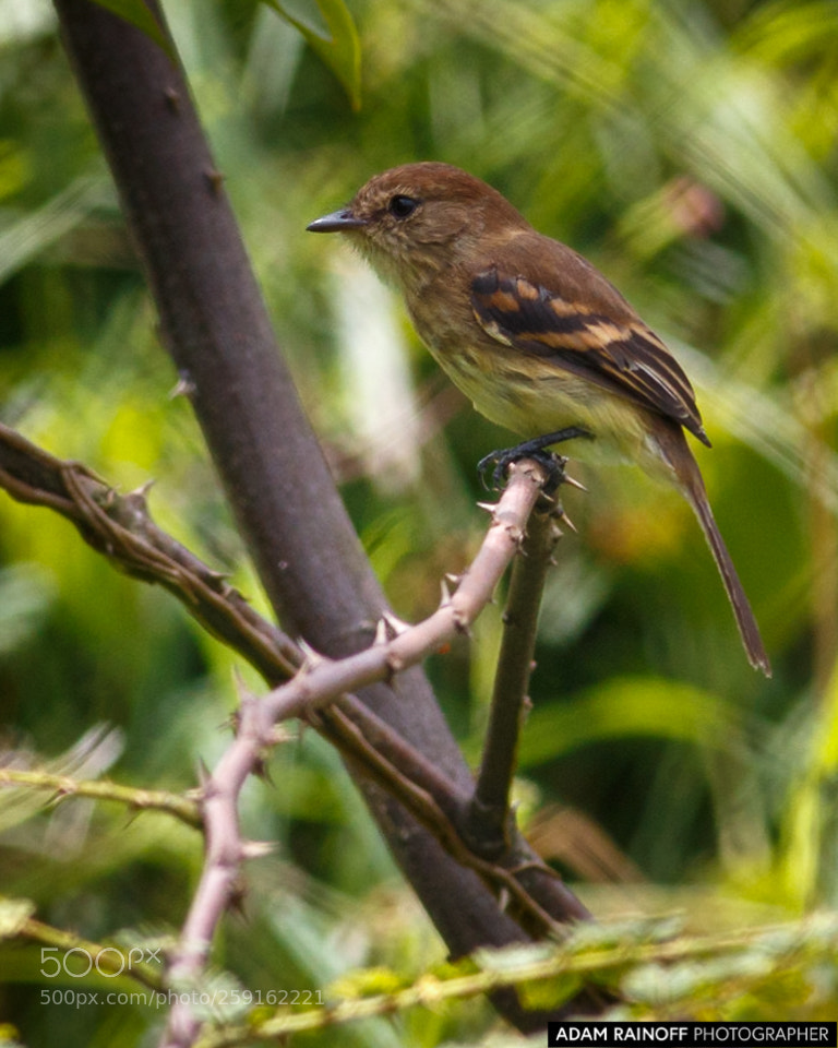 Canon EOS 70D sample photo. Bran colored flycatcher cameguadua photography
