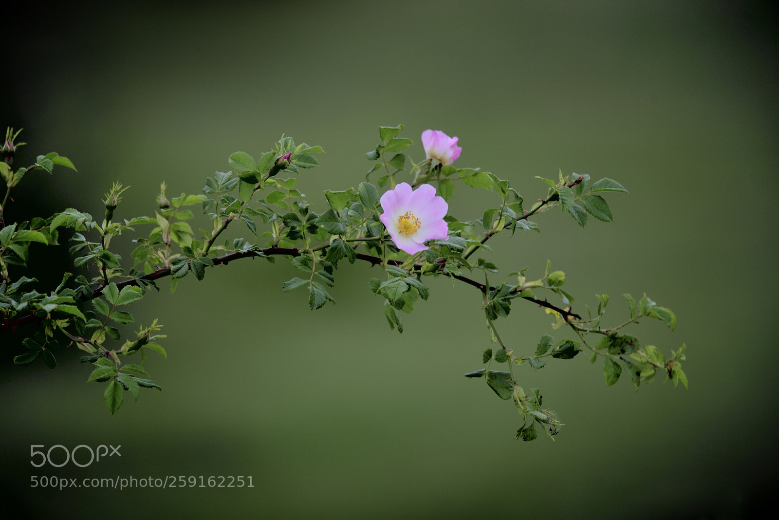 Nikon D750 sample photo. Display of colour photography