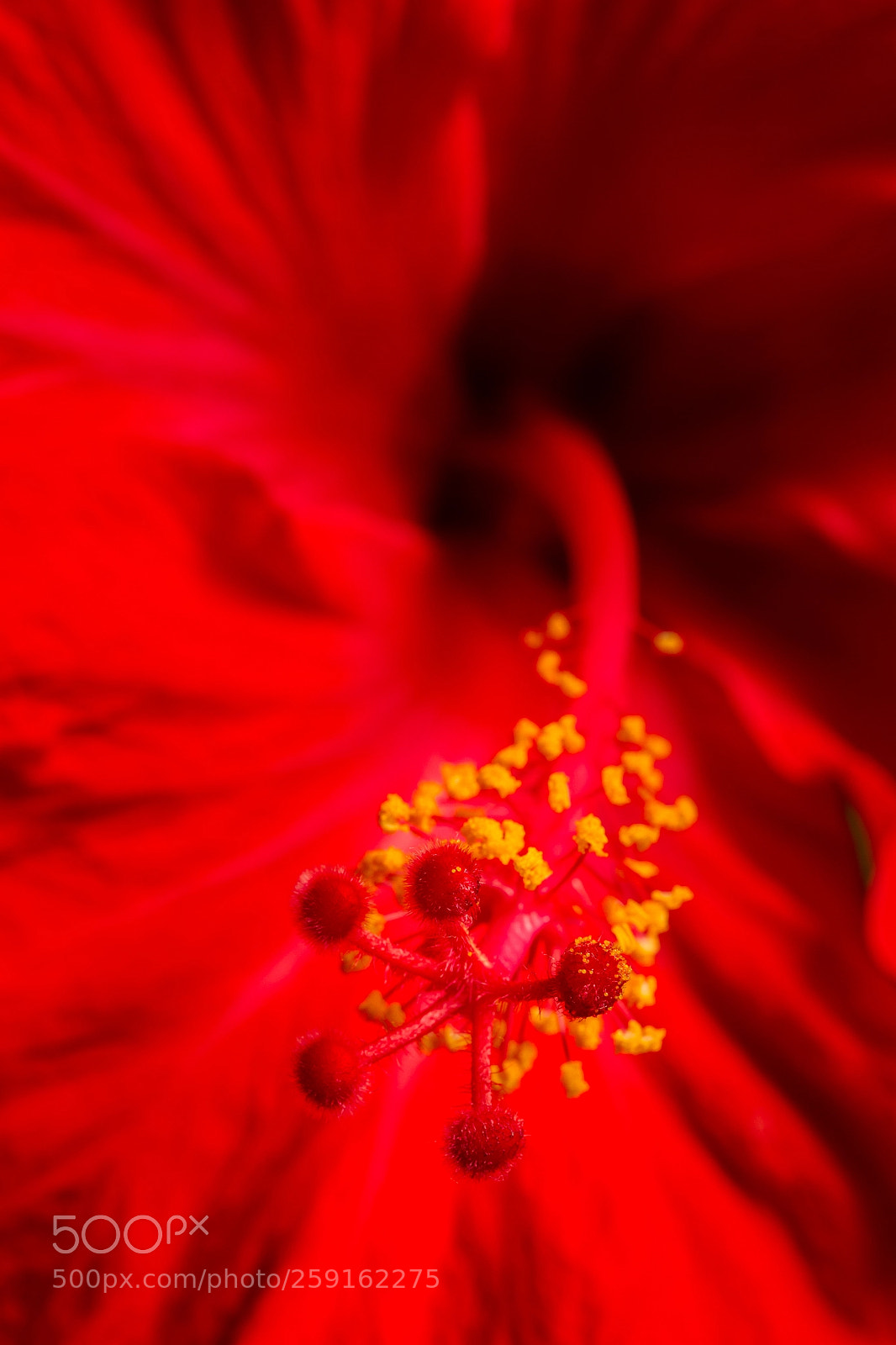 Canon EOS 7D sample photo. Hibiscus flower close up photography