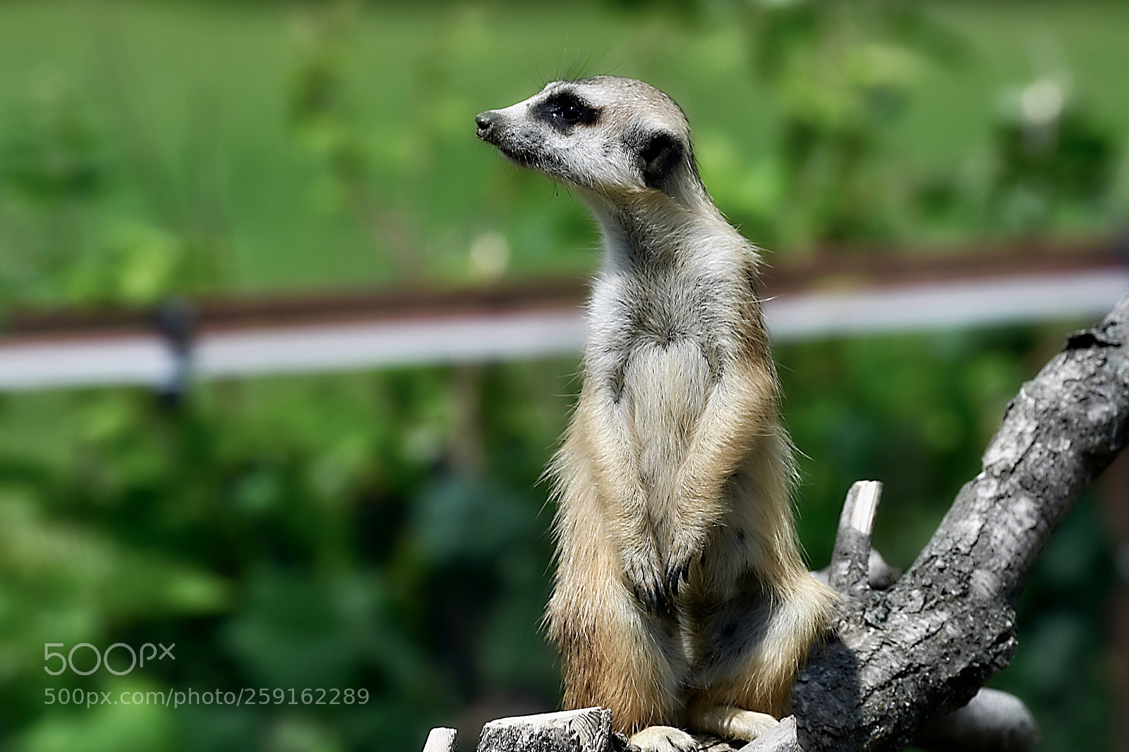 Nikon D500 sample photo. Сурикат photography