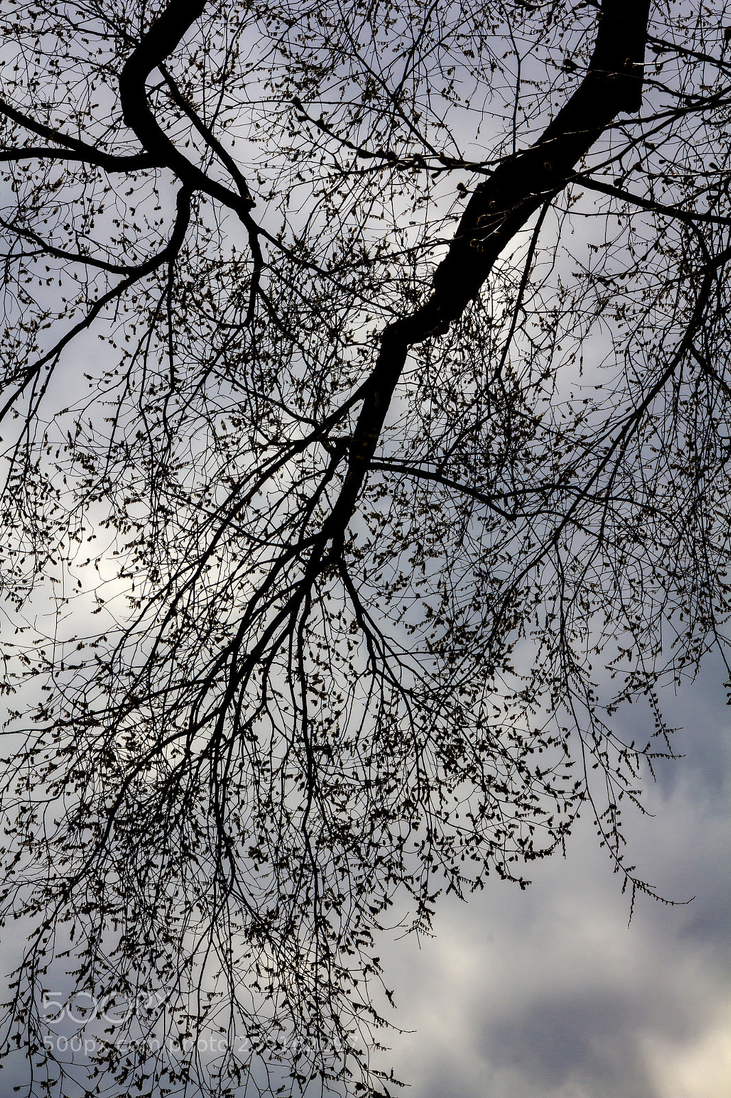 Canon EOS 60D sample photo. Spring trees leaves and photography