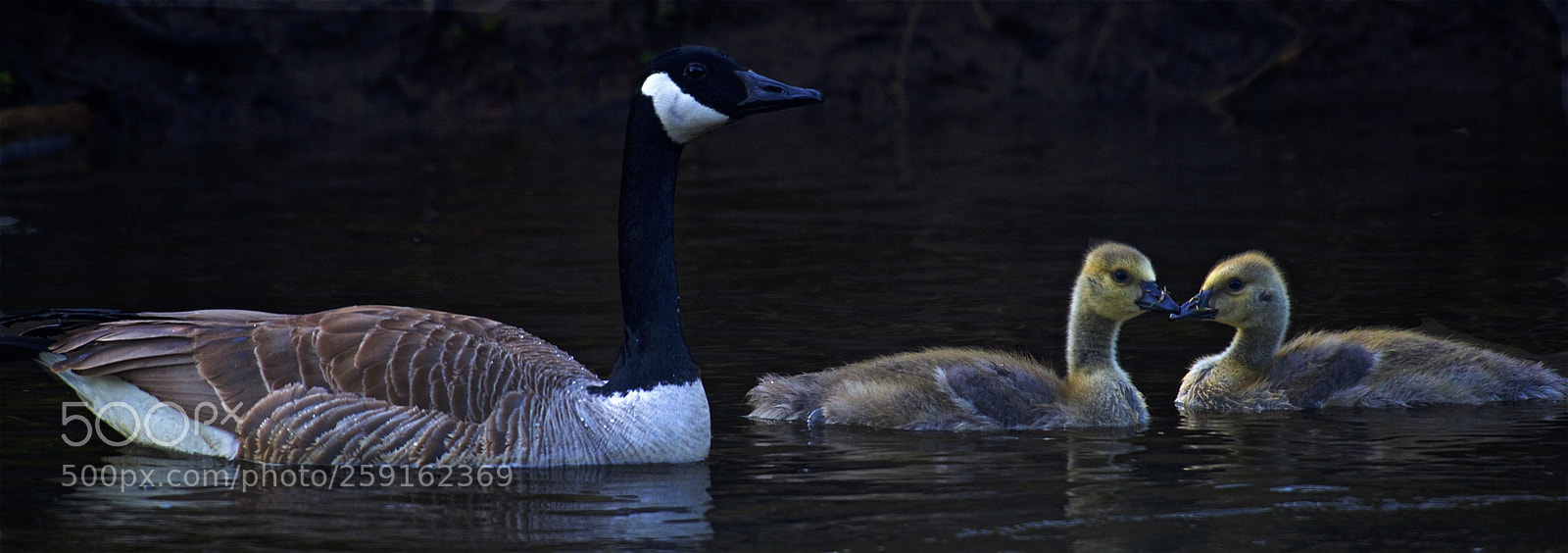 Nikon D600 sample photo. Family outing photography