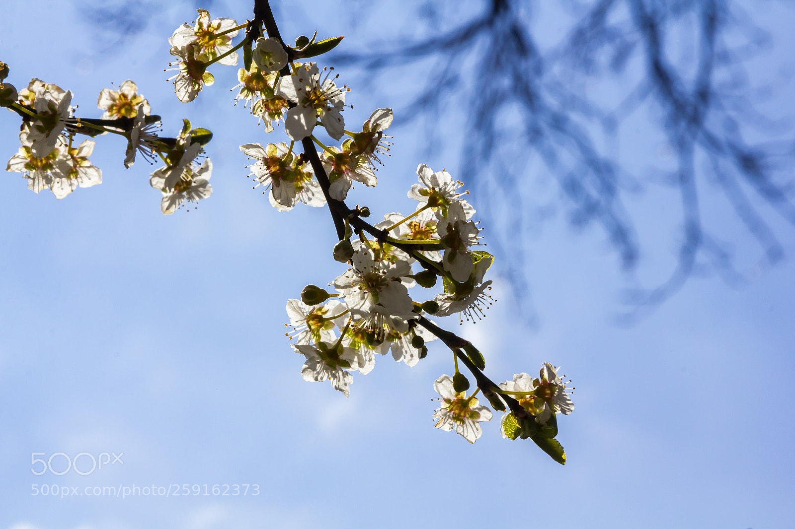 Canon EOS 60D sample photo. Cherry blossoms photography