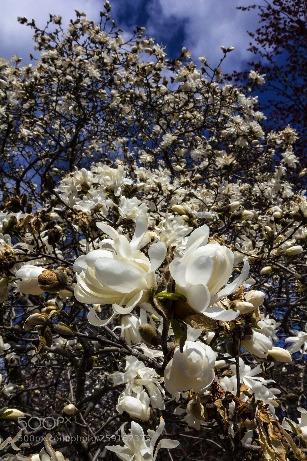 Canon EOS 60D sample photo. Magnolia blosssoms photography