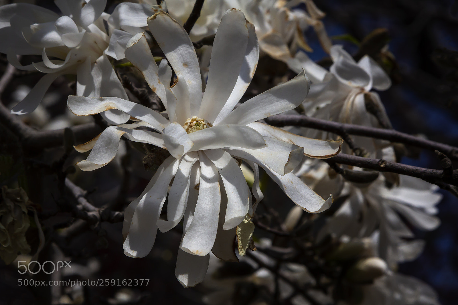 Canon EOS 60D sample photo. Magnolia blossoms photography