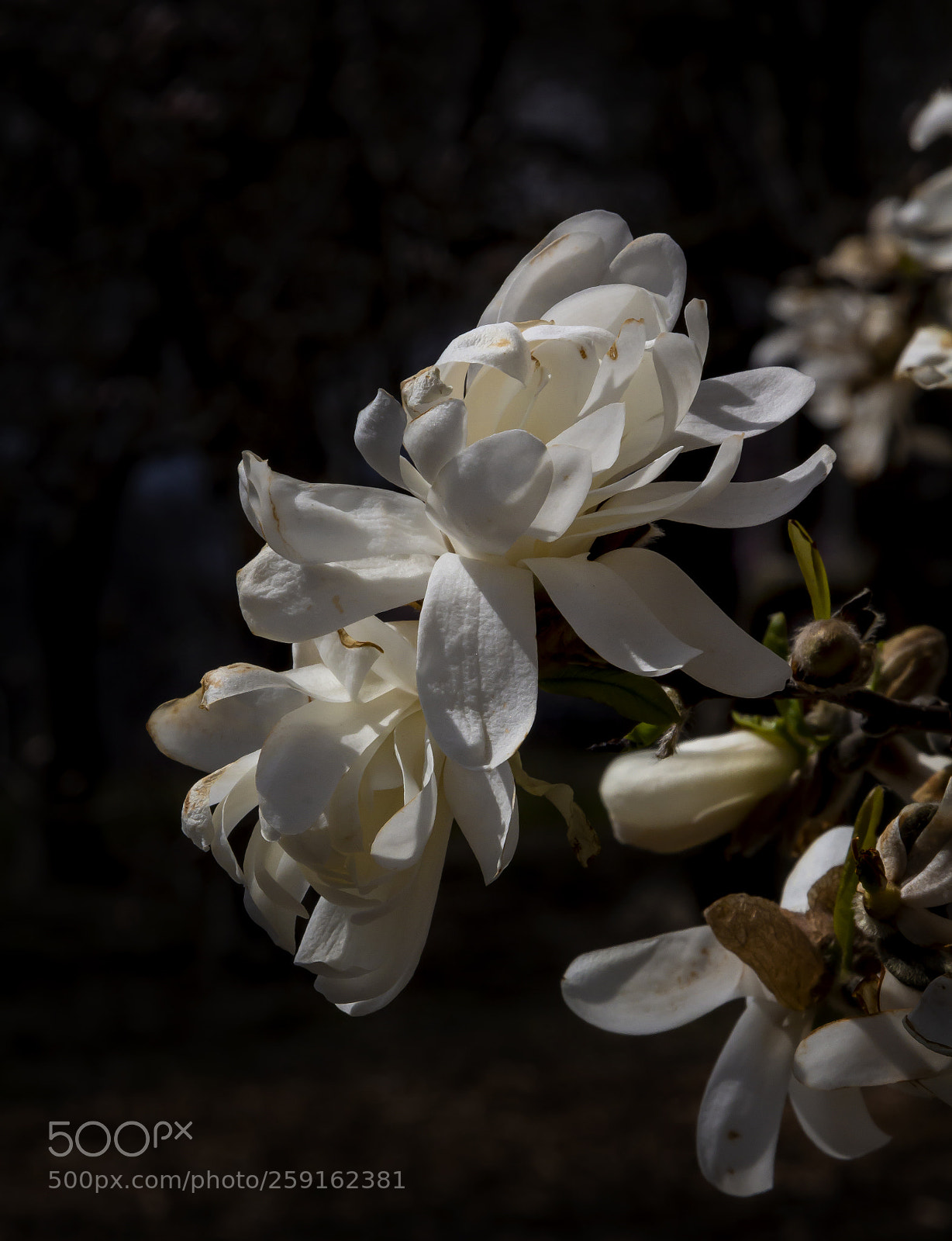 Canon EOS 60D sample photo. Magnolia blossoms photography