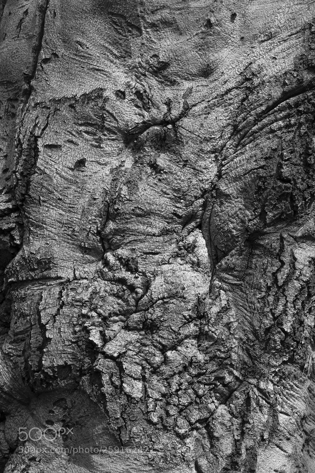 Canon EOS 60D sample photo. Bark photography