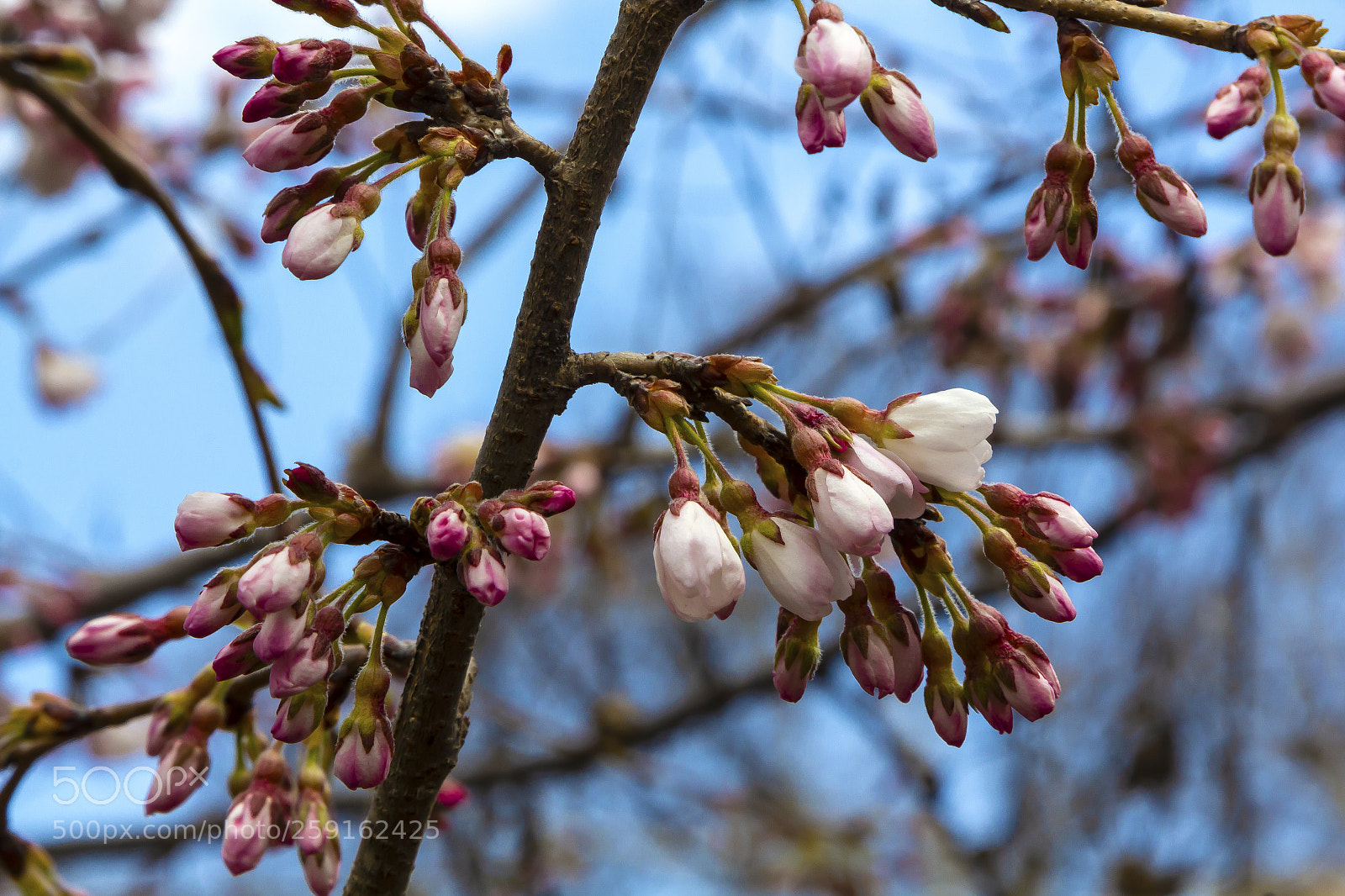 Canon EOS 60D sample photo. Cherry buds photography