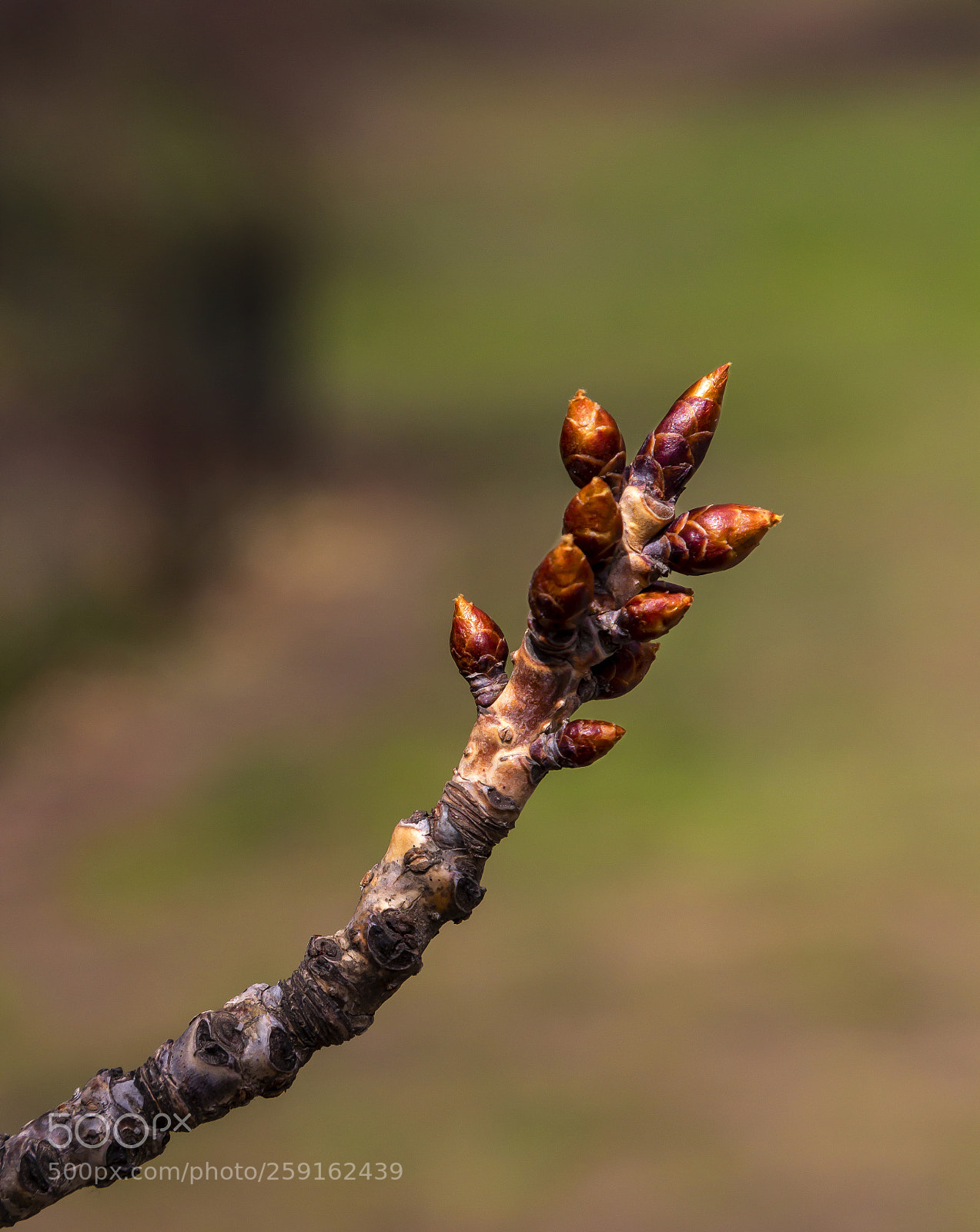 Canon EOS 60D sample photo. Cherry buds photography