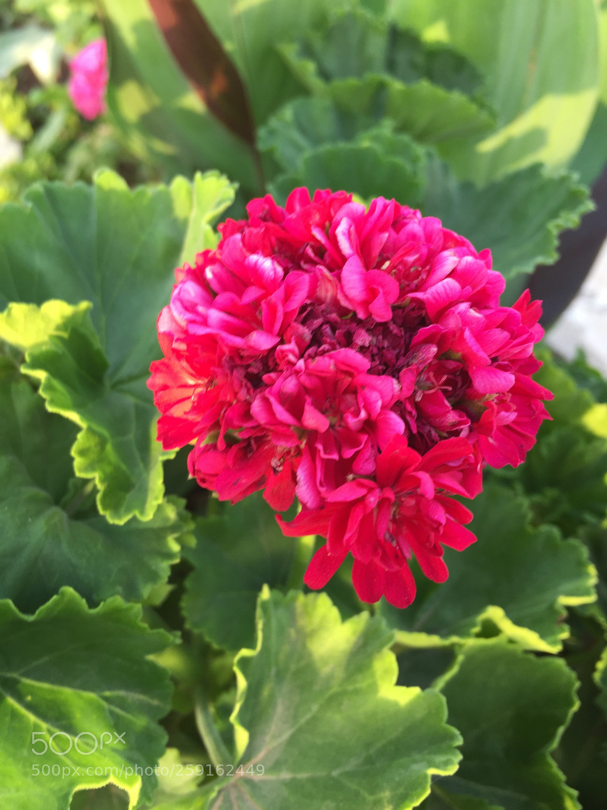 Apple iPhone 6 sample photo. ??? photography