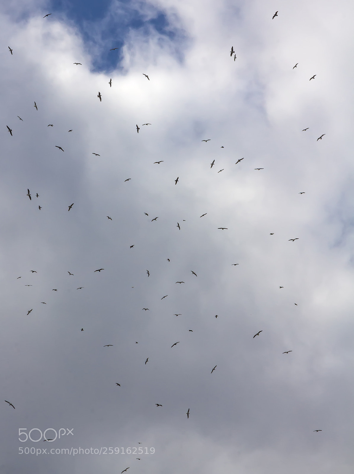 Canon EOS 60D sample photo. Gulls photography