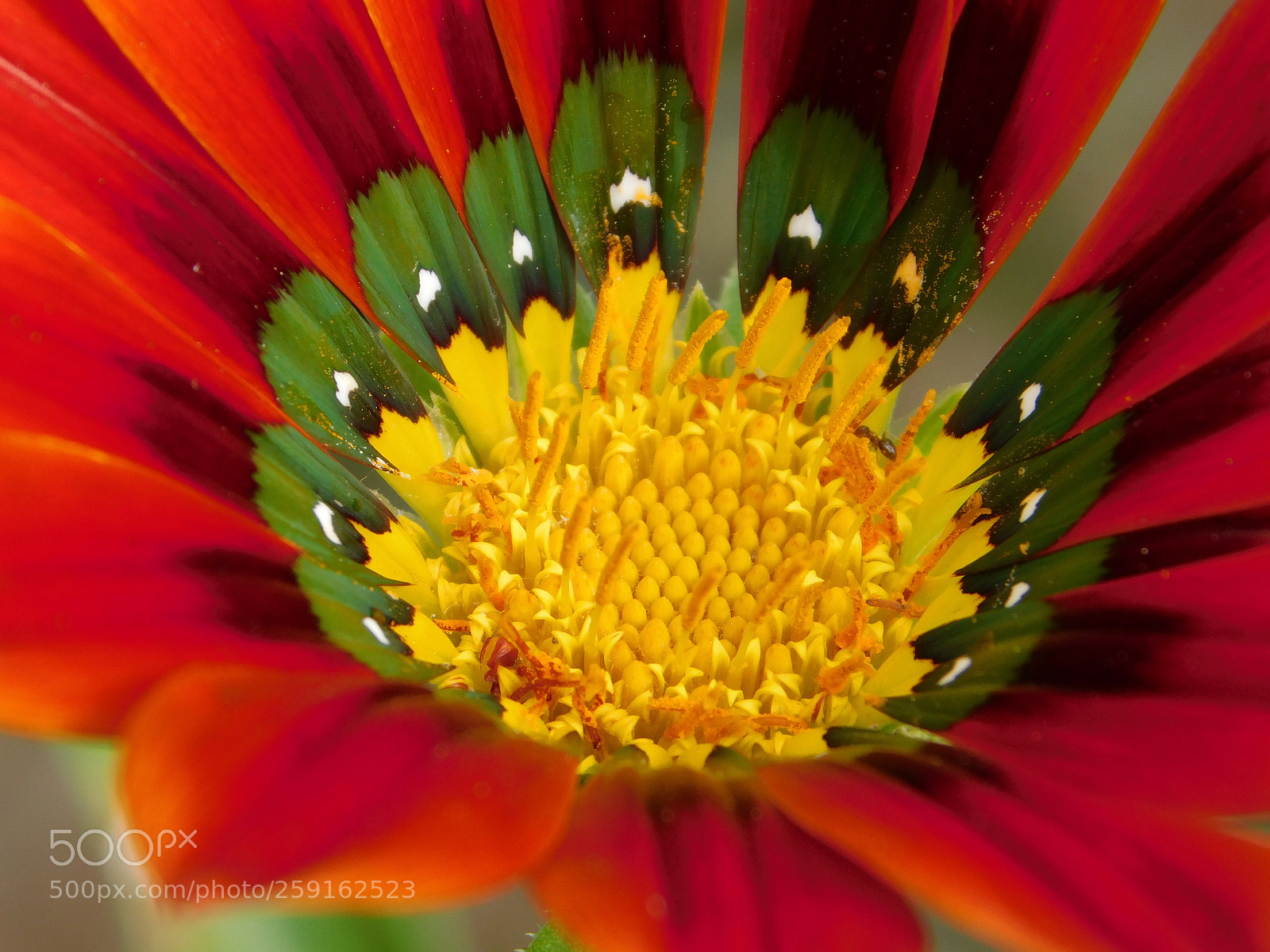 Nikon Coolpix B500 sample photo. Gazania photography