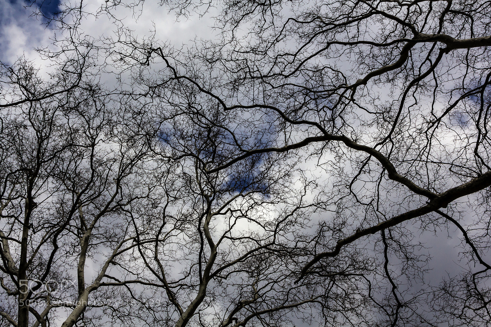 Canon EOS 60D sample photo. Trees and clouds photography