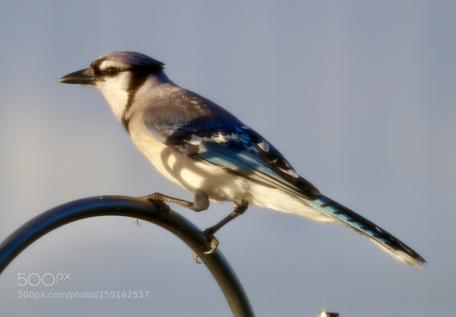 Canon EOS 80D sample photo. Blue jay  photography