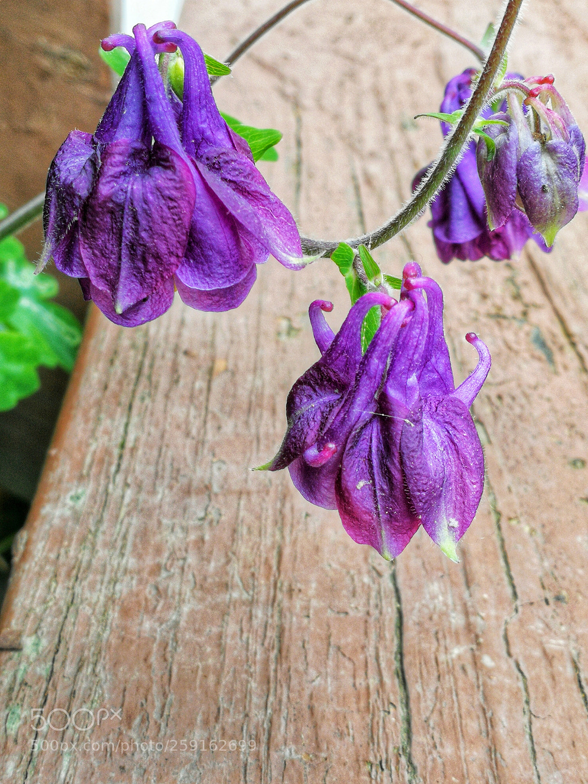 HUAWEI P10 sample photo. Columbine triplets photography