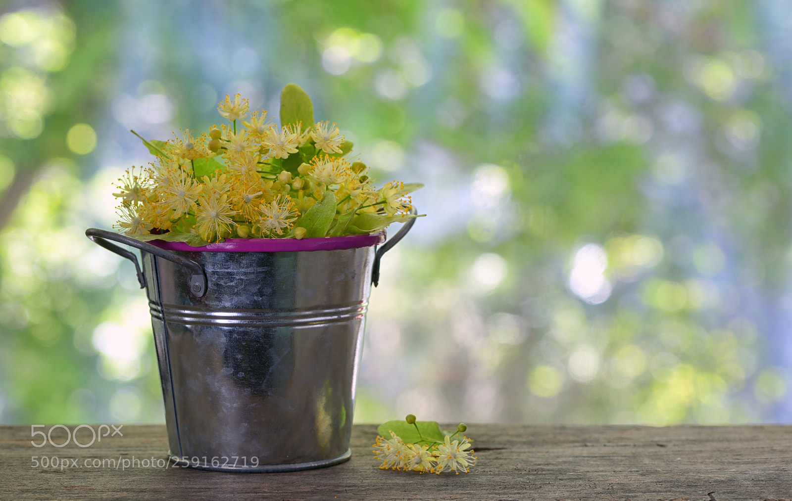 Nikon D610 sample photo. Flowers of linden tree photography