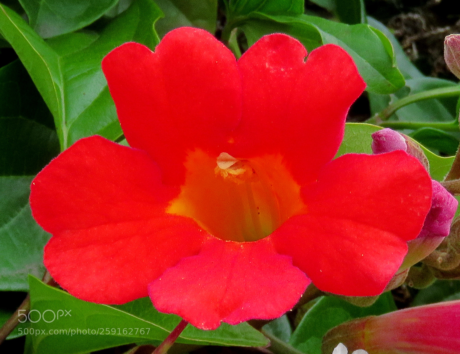 Canon PowerShot SX60 HS sample photo. A red flower in photography