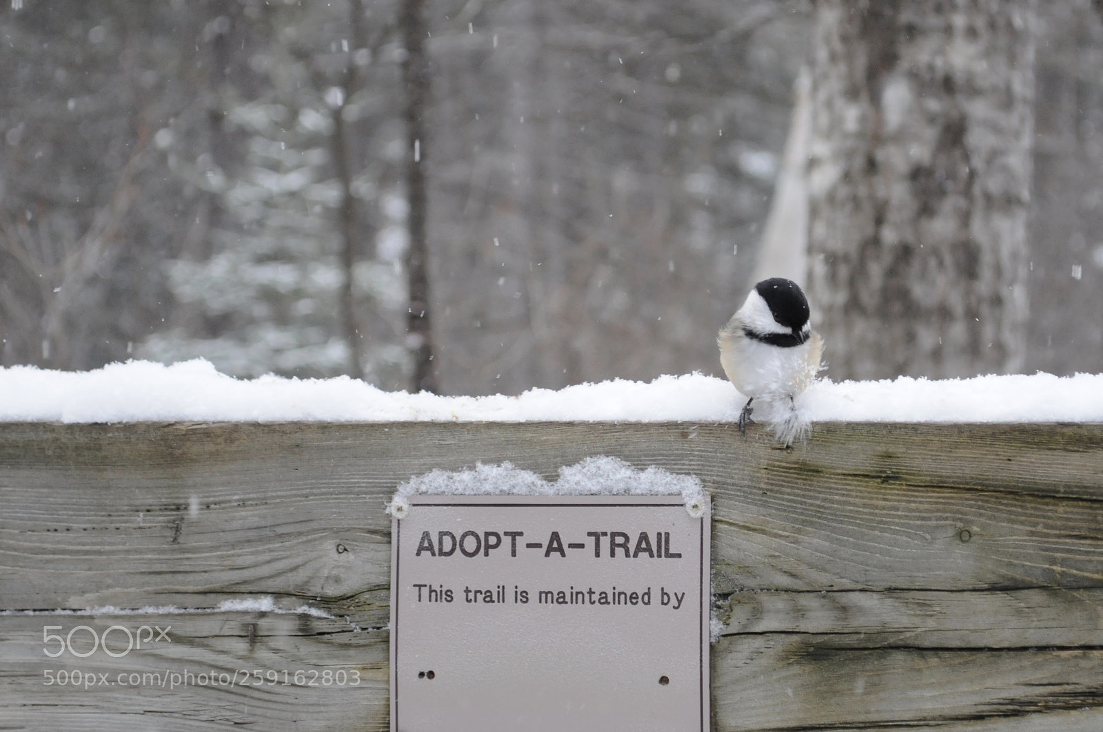 Nikon D300 sample photo. Chickadee sat atop a photography