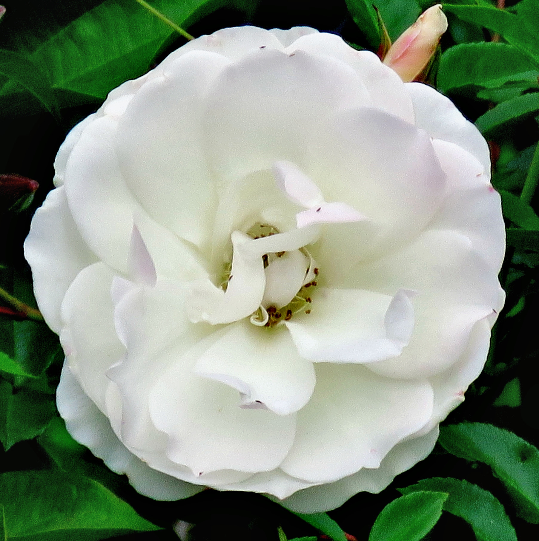 Canon PowerShot SX60 HS + 3.8 - 247.0 mm sample photo. A lovely white carnation flower photography