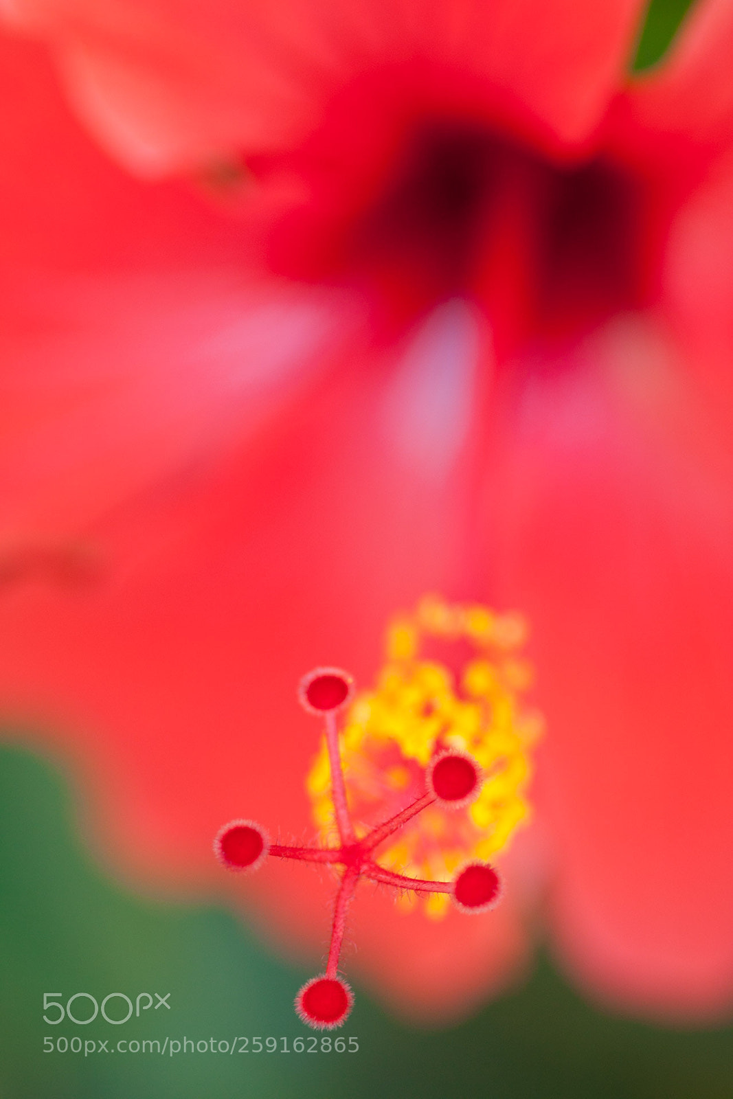 Canon EOS 50D sample photo. Hibiscus photography