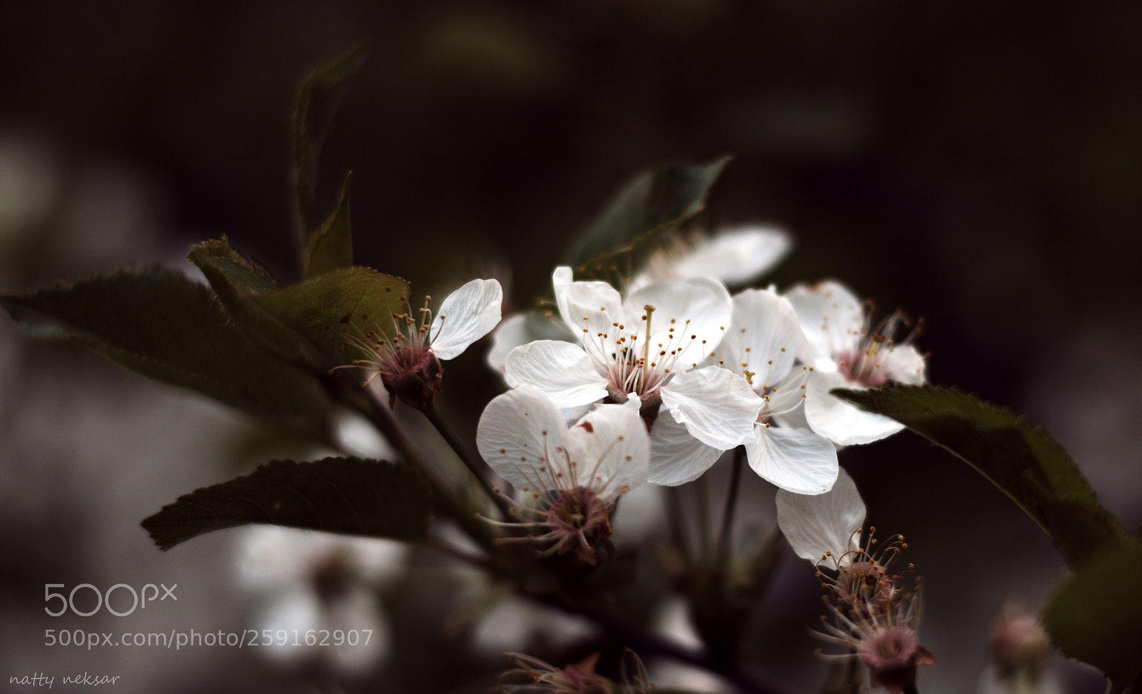 Nikon D5300 sample photo. #springtime...11 photography