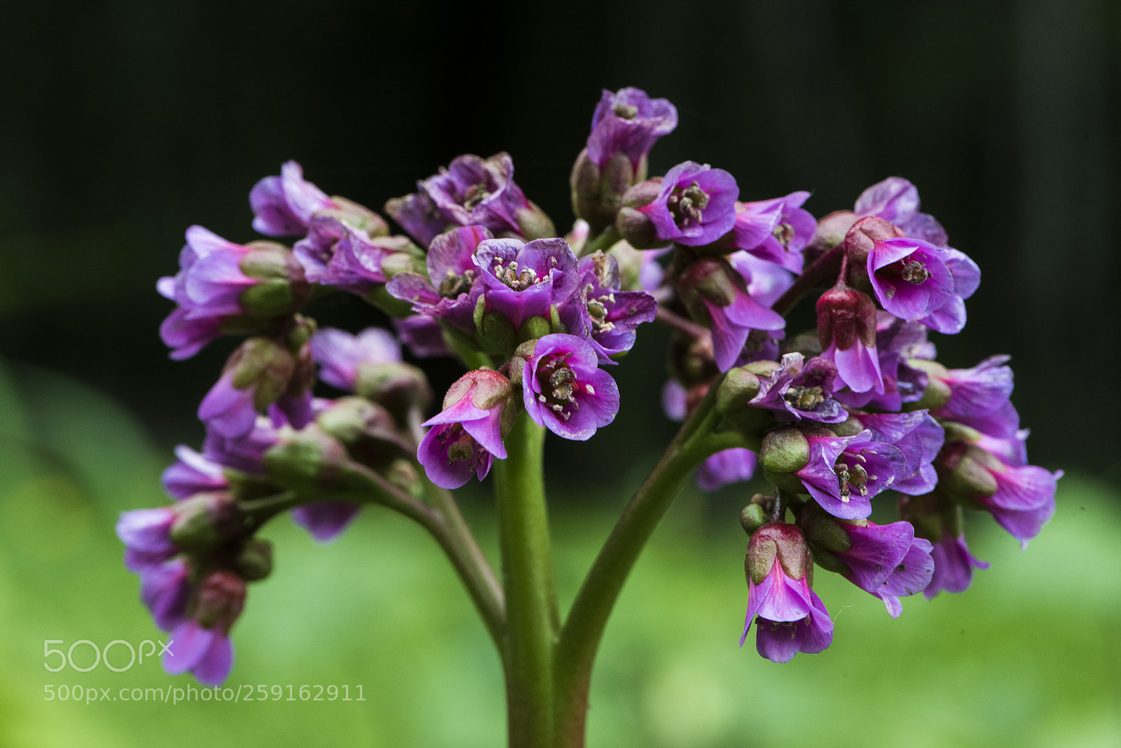 Nikon D750 sample photo. Flower photography