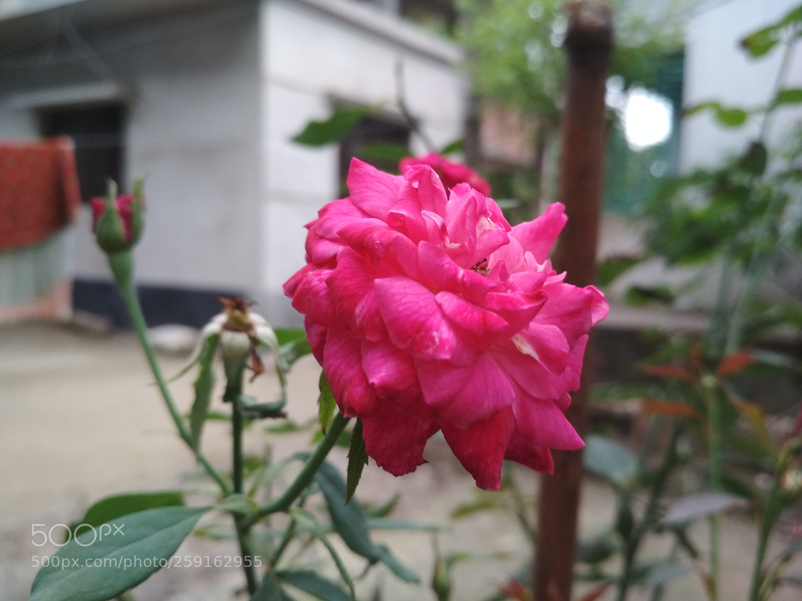 Xiaomi Redmi 4X sample photo. Untitled photography