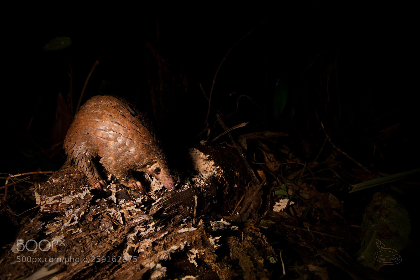 Nikon D750 sample photo. White-bellied pangolin (phataginus tricuspis) photography