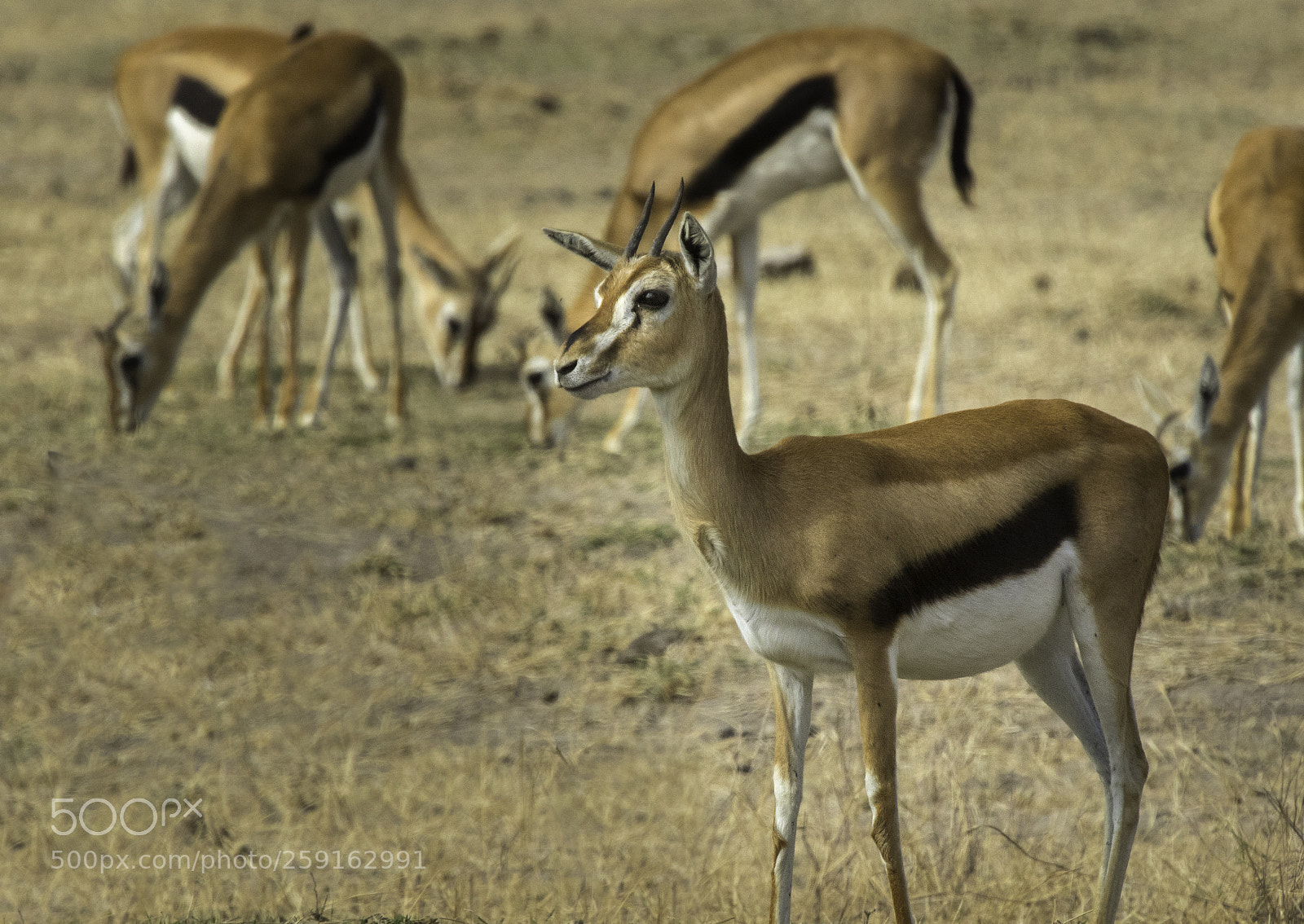 Canon EOS 7D Mark II sample photo. Edit photography